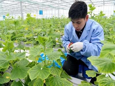 農(nóng)業(yè)生產(chǎn)實(shí)現(xiàn)物聯(lián)網(wǎng)化有什么好處？